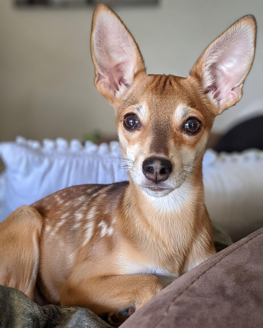 The same dog edited with a realistic deer-inspired coat pattern
