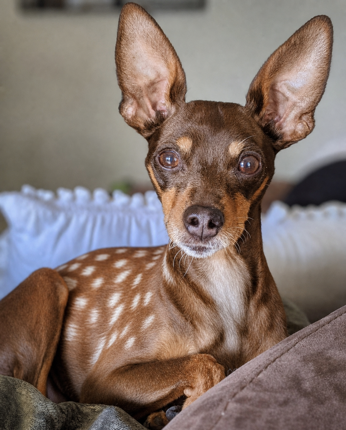 Final deer-inspired edit preserving the dog’s original muzzle and cheek width