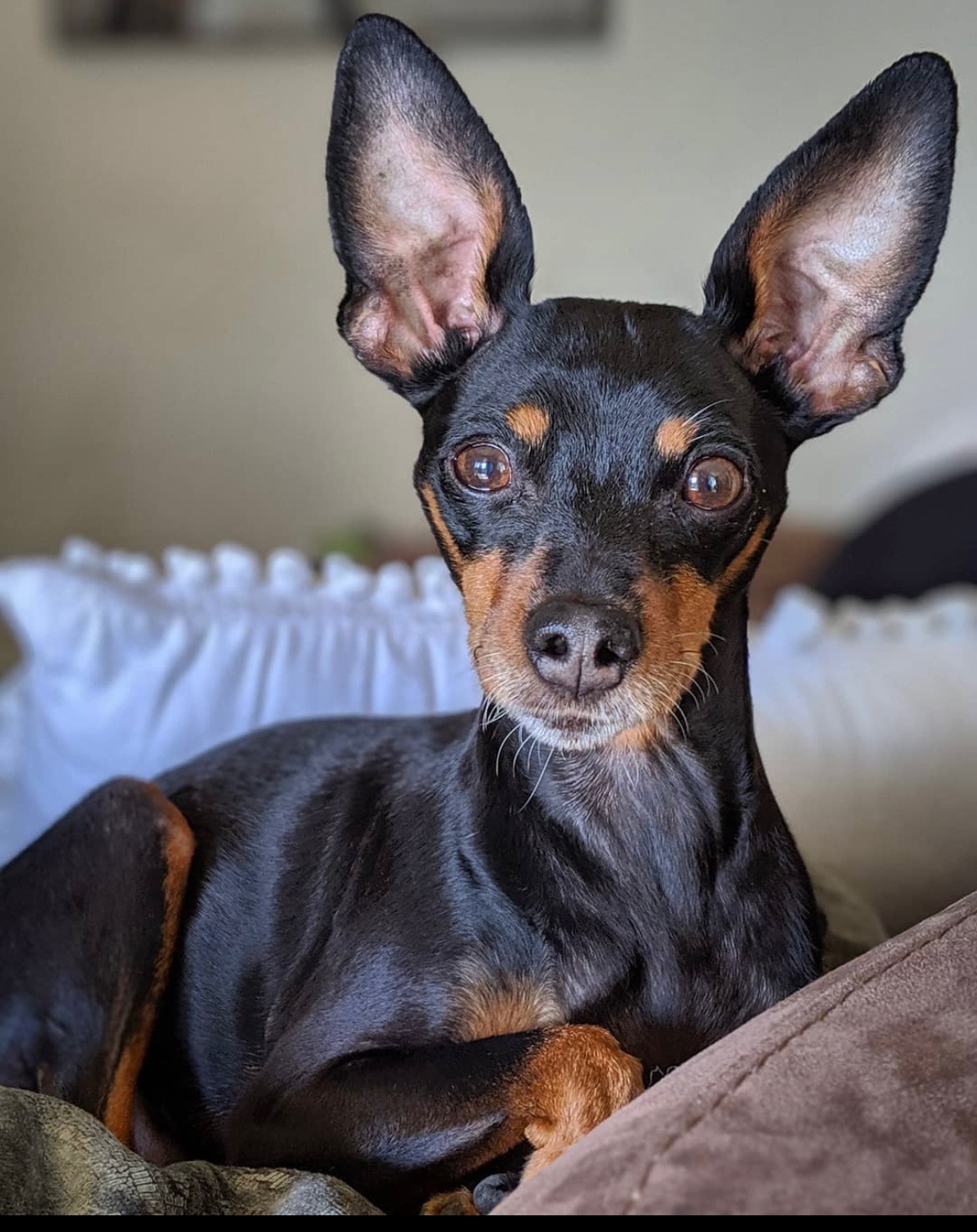 Original photo of the dog before the creative grooming edit
